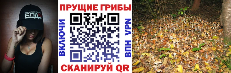 Галлюциногенные грибы Magic Shrooms  Усть-Лабинск 